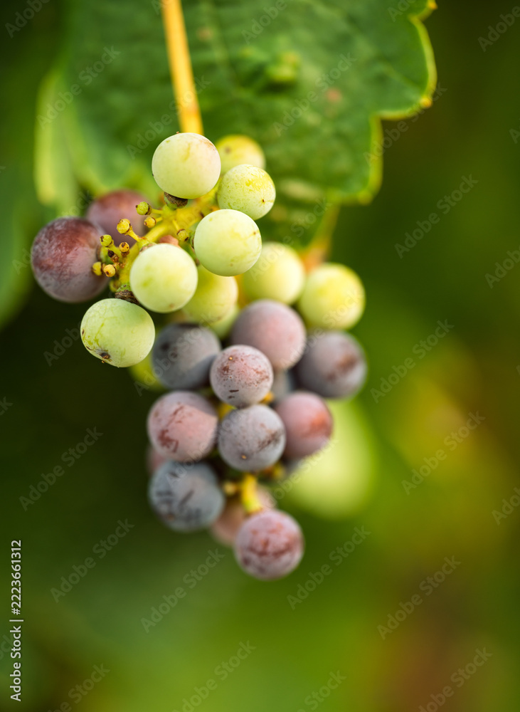 Fototapeta premium Grapes changing from green to purple during ripening