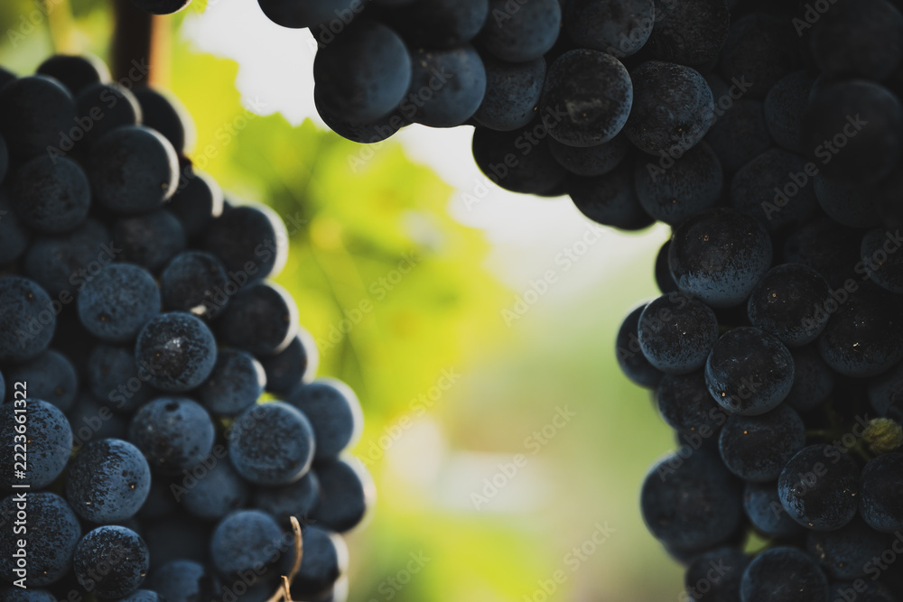 Fototapeta premium Dark grape clusters framing bright vineyard background