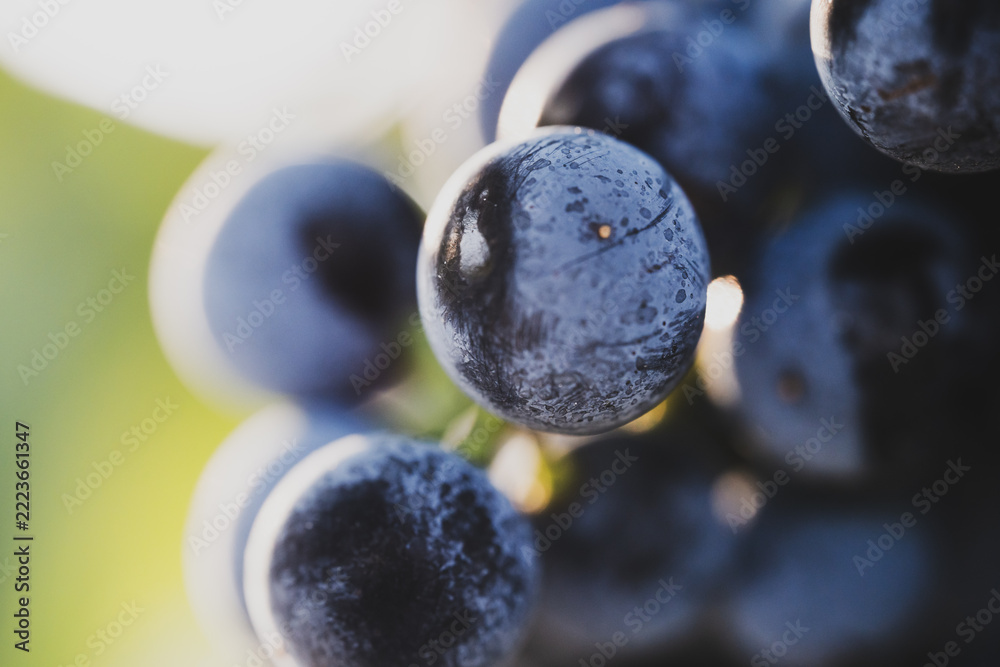 Fototapeta premium Macro close-up of ripe dark grape berry