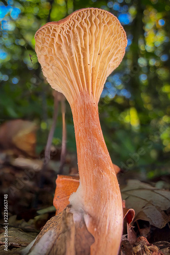 orange cap boletus