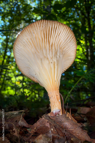 mushroom in the forest