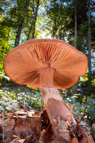 mushroom in the forest