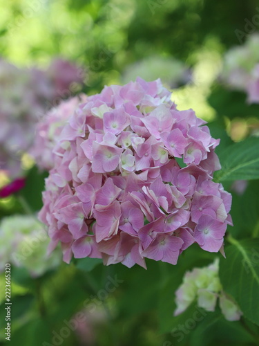 Hortensien Blüte rosa