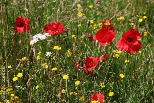 Rote Mohnblüten in Naturwiese