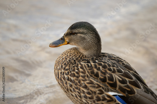 Mallard Duck Anas Platyrhynchos Standing Near Water Edge In Summer