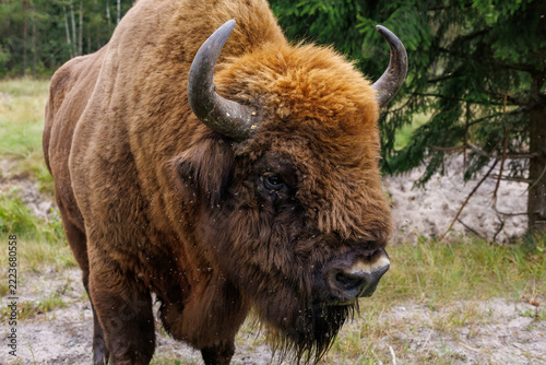 European Bison Standing In Forest Meadow Close Up Portrait Wild Animal