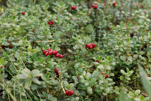 Wild Lingonberries Ripening On Green Bushes In Forest Ground Cover