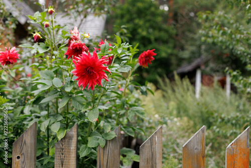 Red Dahlias Blooming Behind Wooden Picket Fence In Rural Village Garden