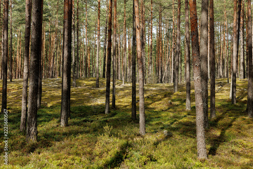 Scots Pine Forest Growing On Mossy Dunes In Countryside Reserve Landscape