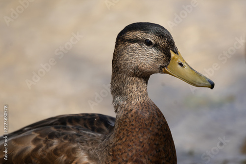 Close Up Portrait Of Male Mallard Duck In Eclipse Summer Plumage
