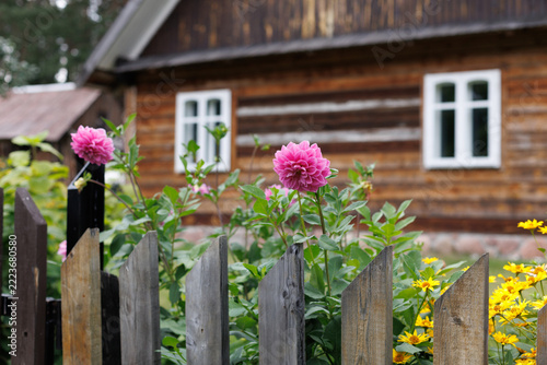 Pink Dahlias Blooming In Garden Before Traditional Wooden Log House