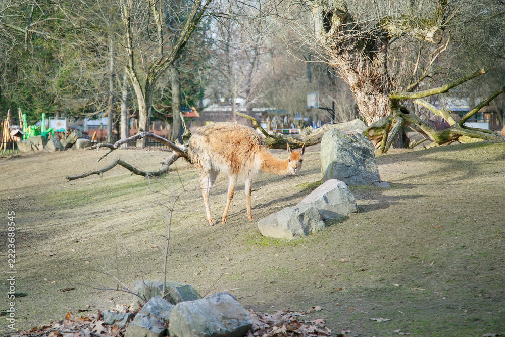 Fototapeta premium Young llama grazing near rocks and trees on dry grassy terrain in a natural outdoor setting