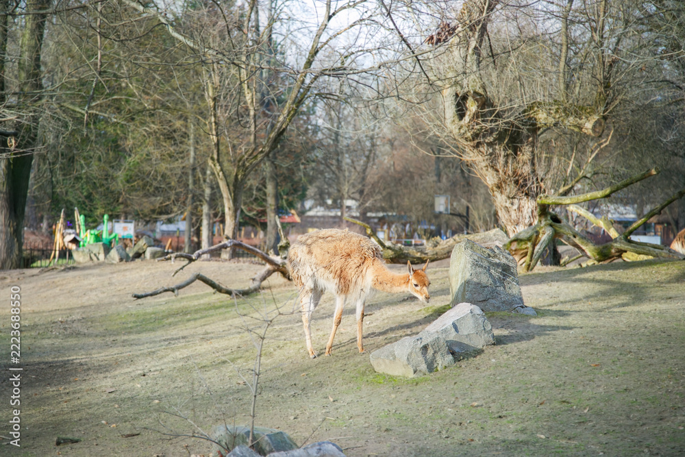 Fototapeta premium Brown llama grazing near rocks and trees in a natural zoo environment with bare branches on a sunny day