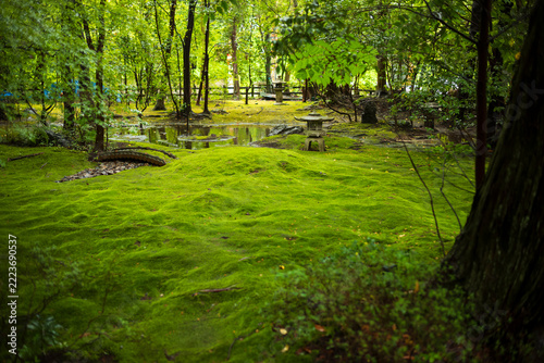 Soft dappled sunlight filters through the dense canopy of surrounding trees, creating a peaceful, almost meditative atmosphere that captures the quiet beauty of a classic Japanese landscape