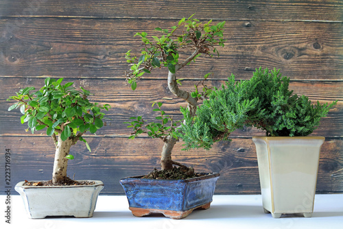 Three bonsai trees in different pots