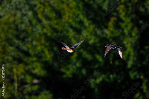 Wood ducks in flight