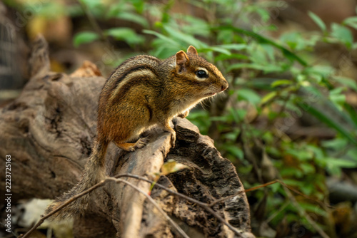 Backlit chipmunk on a log in the forest.