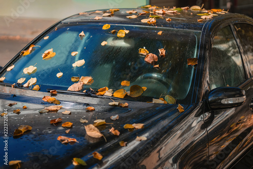 Dry autumn leaves scattered on black car windshield and hood. Close-up of golden and brown fallen leaves covering windshield, bonnet, roof of dark modern car parked outdoors in autumn season