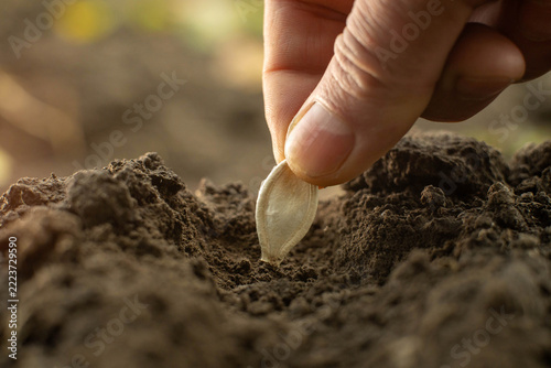 Hand plants seed in dark garden soil, pressing it gently into shallow furrow. Fingers guide seed into place, suggesting careful planting and hopeful home gardening as earth is pressed around seed.