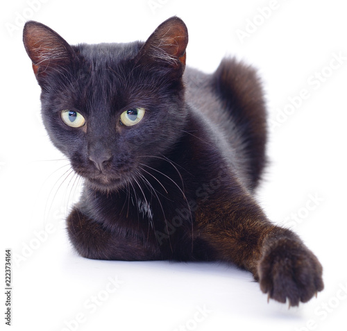 black cat Felis catus lying down extending front paw looking at camera isolated on white background