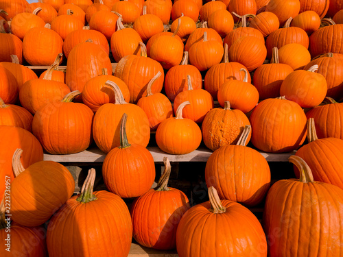 pile of pumpkins