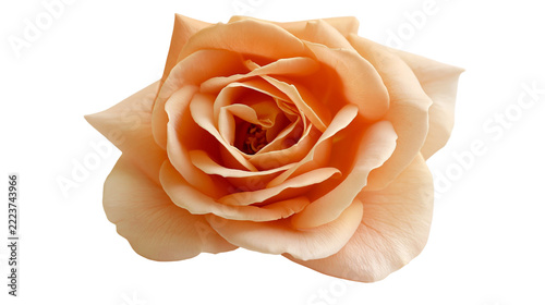 Isolated single peach rose flower with soft delicate petals, a symbol of beauty and romance