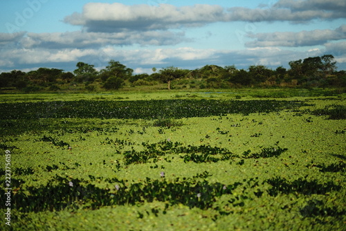 Wide View of a Green Wetland Plain