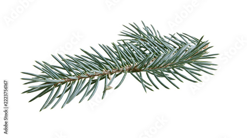 Isolated spruce branch with blue-green needles, a vibrant symbol of winter and holiday season