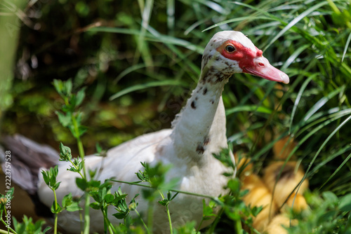 White Muscovy duck portrait among green plants