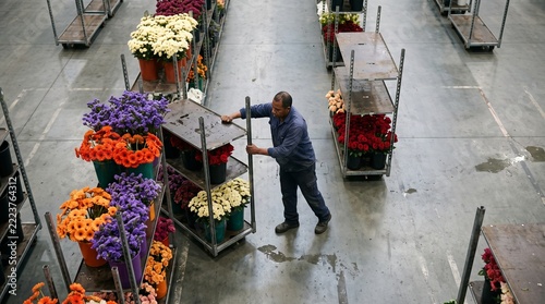 Flower trolleys arranged for Ecuador wholesale buying