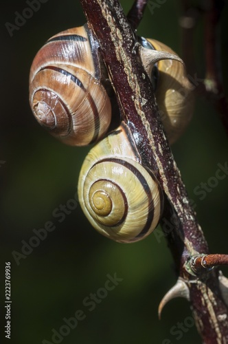 Banded snails, cepaea, cepaea nemoralis, grove snail, hornsnail, helicidae, snails, black-mouthed banded snail, gastropods, high size, portrait format, mollusca, molluscs, snails, snails, snails, dry rest, molluscs