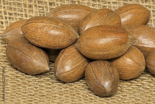 Pecan (Carya illinoinensis), fruits, nuts, with shell, unshelled, Germany