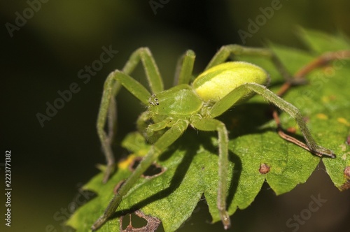 Arachnida, green scurry spider, micrommata virescens, arachnids, female, green huntsman spider, spiders, spiders, female