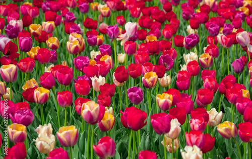Colorful tulips in a spring field background. Spring flowers with colorful tulips pattern. Multicolored tulips blooming in a flower meadow. Tulips blooming in a vibrant garden scene.