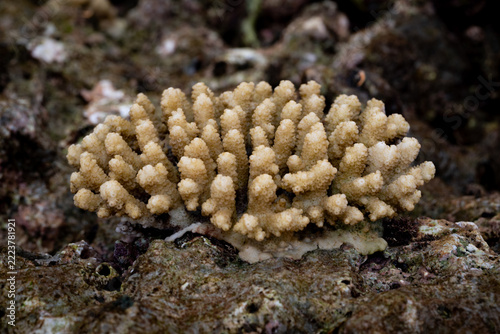 Stony corals of the genus Acropora. Recognized by their dense colonies.