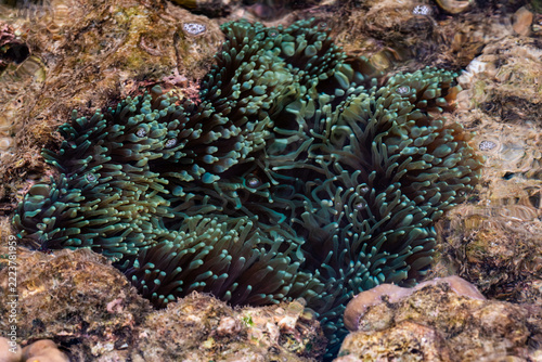 Bubble-tip sea anemone (Entacmaea quadricolor), known for its brownish-green tentacles with rounded, bubble-like tips