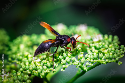 A red-banded sand wasp (Ammophila sabulosa) perches on a cluster of green flower buds.