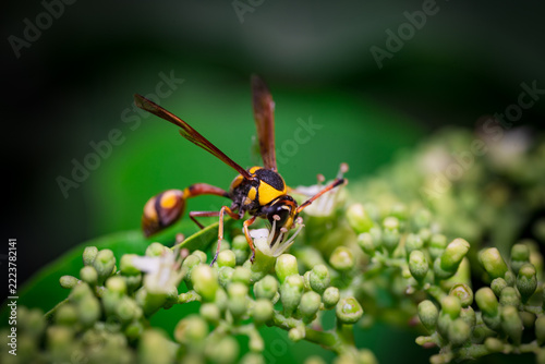 A red-banded sand wasp (Ammophila sabulosa) perches on a cluster of green flower buds.