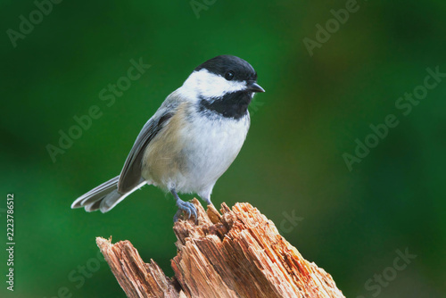 Black-Capped Chickadee perches on a broken branch.