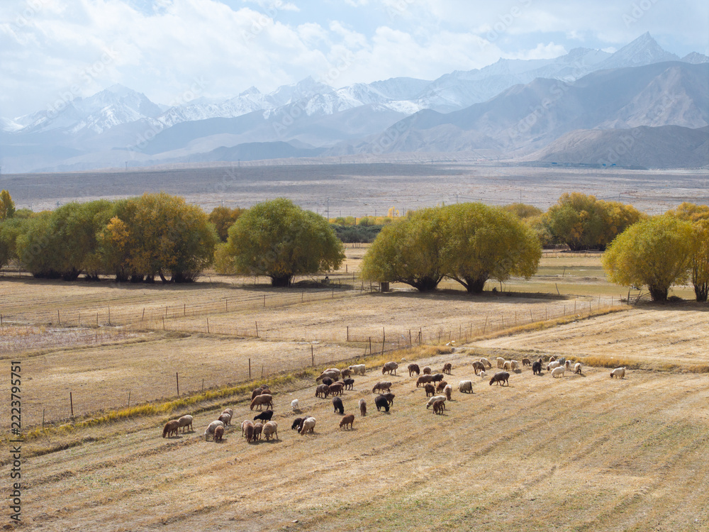 Fototapeta premium Cattle and sheep grazing in Xinjiang fields with snow mountains background