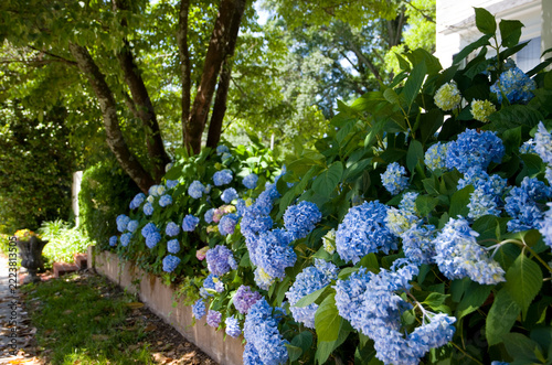 Blue hydrangea flowers in South Carolina USA
