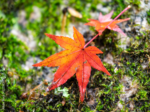 瑞々しい苔と鮮やかに色づくモミジの落ち葉