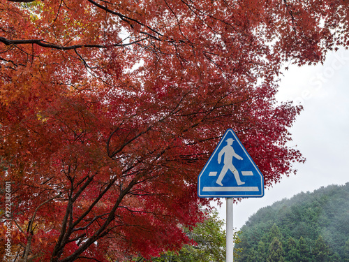 紅葉に彩られた道路と横断歩道の標識