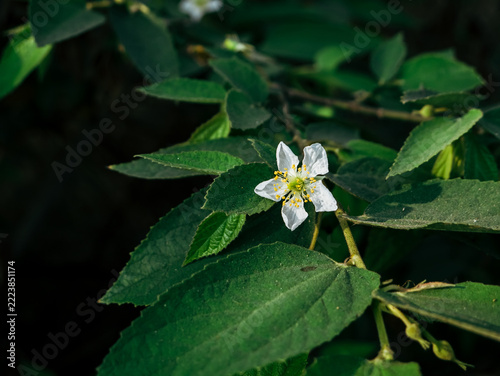 A Delicate White Flower Surrounded by Deep Green Leaves in Dramatic Light
