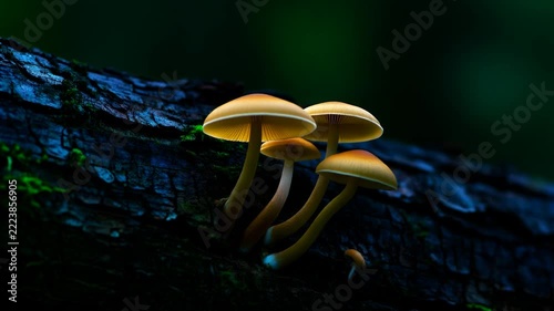Group of Small Yellow Mushrooms Growing on Dark Tree Bark in Forest