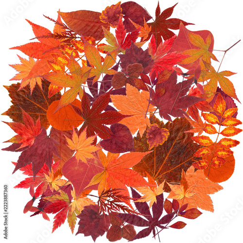真っ赤な紅葉がいっぱいの、秋色の切抜きフレーム