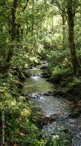 Lush Green Forest Stream with Sunlight Filtering Through Trees.
