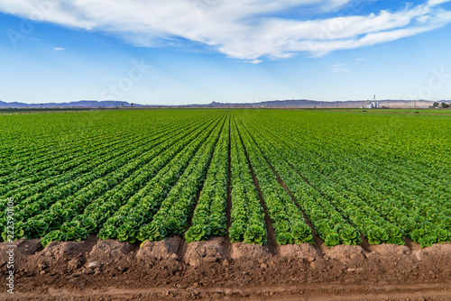 Lettuce Fields Growing in Yuma Arizona