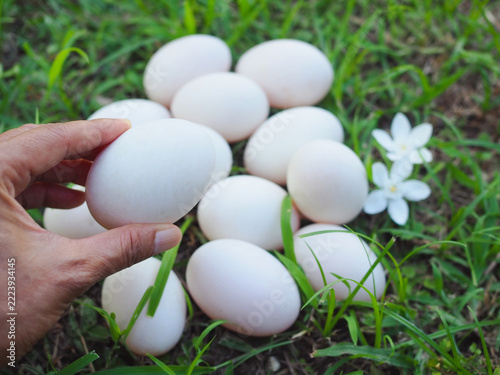 Several large duck eggs are resting on a green meadow. The eggs come from naturally raised ducks.