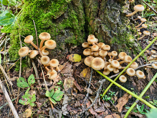 A group of edible honey mushrooms Armillaria mellea at the base of a pine tree in a forest.